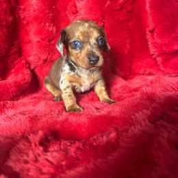 Ocean - Dapple female Dachshund puppy in Opelika, Alabama from Dachshund Darlins