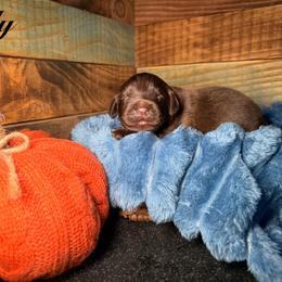 Lily - Brown female Newfoundland puppy in Tully, New York from Bear Paw Newfoundlands