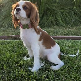 Evie - Cavalier King Charles Spaniel