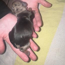 Kanga - Dapple female Dachshund puppy in Hilliard, Florida from Wiggle Weens