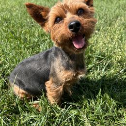 Savannah - Yorkshire Terrier