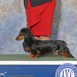 Jorge - Dachshund