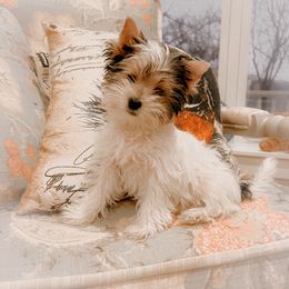Pistachio - Biewer Terrier puppy in Branford, Connecticut from CT Fuzzy Bugs - Biewer Terriers