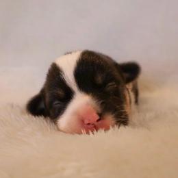 French - Black and tan female Pembroke Welsh Corgi puppy in Arcanum, Ohio from Weissway Corgis