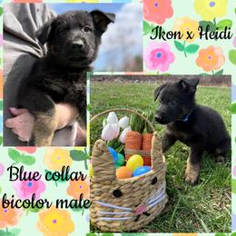 Blue collar - Bi-color male German Shepherd puppy in Canterbury, Connecticut from Nachtwaechter German Shepherds, LLC