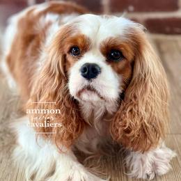 Dottie - Cavalier King Charles Spaniel