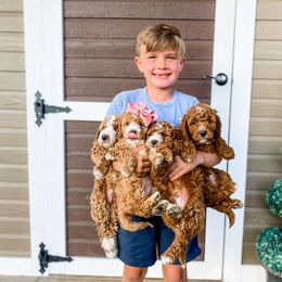 Cavapoo and Goldendoodle Puppies from Lake Cumberland Doodle Farm