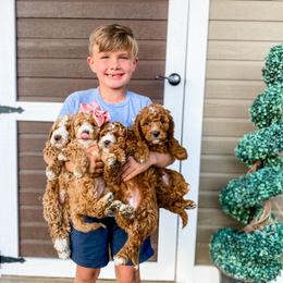 Cavapoo and Goldendoodle Puppies from Lake Cumberland Doodle Farm