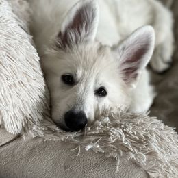 Berger Blanc Suisse Puppies from Nasha Comanda White Swiss Shepherds