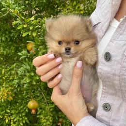 Teacup (Rare Micro Pom) - Blue and tan male Pomeranian puppy in Citrus Heights, California from Yev and Marina's Pomeranians (AKC)