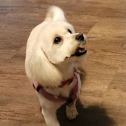Sophie - Coton de Tulear