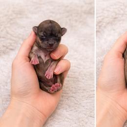 Mini boy - Gold and white male Chihuahua puppy in Miami, Florida from Natalias Tiny Puppies