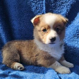 Luigi - Red male Pembroke Welsh Corgi puppy in Castle Rock, Washington from Heckman Corgis
