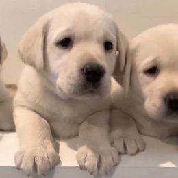 Boy 5 - Yellow Labrador Retriever puppy in Hutto, Texas from Texas Bluebonnet Labs