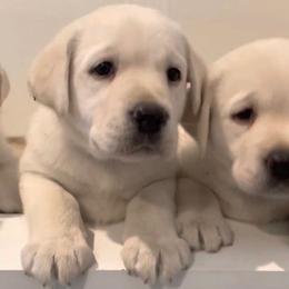 Boy 5 - Yellow Labrador Retriever puppy in Hutto, Texas from Texas Bluebonnet Labs