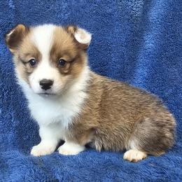 Data - Red male Pembroke Welsh Corgi puppy in Castle Rock, Washington from Heckman Corgis