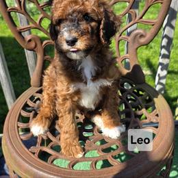 Leo - Red  male Goldendoodle puppy in Shelby Township, Michigan from Shelby Doodles MI LLC