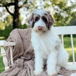 Chunk - Merle male Goldendoodle puppy in Ooltewah, Tennessee from Allison Family Doodles