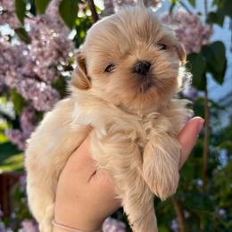 Cream - Gold male Shih Tzu puppy in Oakville, Washington from Pine Pawz