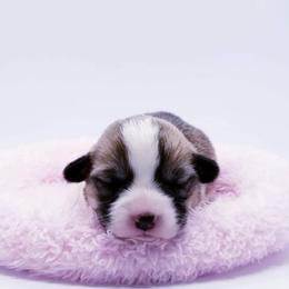 American Corgi and Pembroke Welsh Corgi Puppies from Whimsical Treasure Corgis