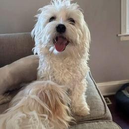 Bo - Maltese
