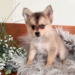 Smoky - Gray and white male Pomsky puppy in La Verne, California from Red Cedar Pomskies
