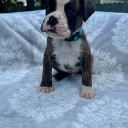 Light Blue - Flynn - Brindle male Boxer puppy in Watervliet, New York from Shamrock's Boxers