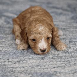 Pink collar - Apricot female Poodle puppy in Edmond, Oklahoma from The Redbud Roost