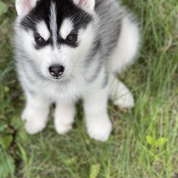 Siberian Husky Puppies from Antler Creek Siberians