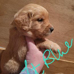 Lt Blue Collar - Golden female Golden Retriever puppy in Brush Prairie, Washington from Paradise Peaks