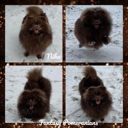 Nika - Pomeranian