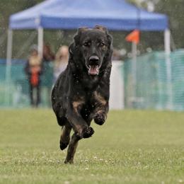 German Shepherd Puppies from Northwinds German Shepherds
