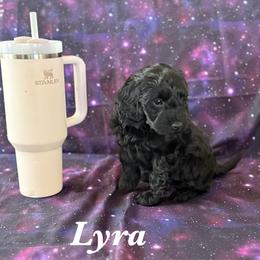 Lyra - Black female Cavapoo puppy in Sun City, Arizona from AZ Cavapoos