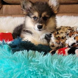 Brook - Black and tan female Pembroke Welsh Corgi puppy in Sparta, Tennessee from Poso Creek Corgis