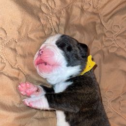 Blitz - Brindle male Boxer puppy in Deland, Florida from Baby Bliss Boxers