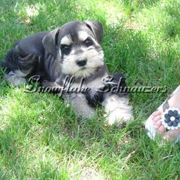 Miniature Schnauzer Puppies from Snowflake Schnauzers