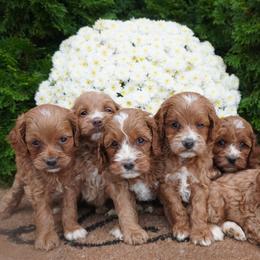 Cockapoo puppies from Home Raised Cockapoos