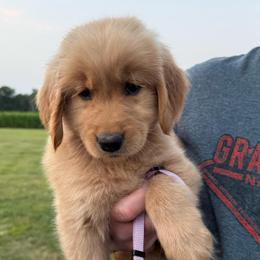 Purple girl - Golden female Golden Retriever puppy in Macy, Indiana from Macy Golden Meadows