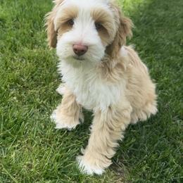Russet - Caramel red male Australian Labradoodle puppy in Newdale, Idaho from Grand Peaks Labradoodles