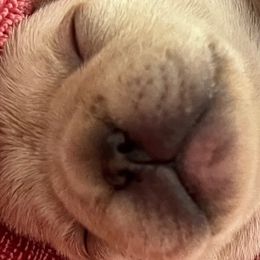 French Bulldog puppies from Lazy Daisy