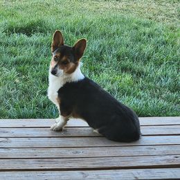 Bandit - American Corgi puppy in Colorado from Wigglebutts Ranch Corgis
