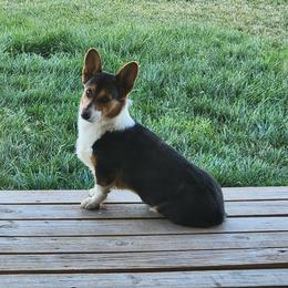 Bandit - American Corgi puppy in Colorado from Wigglebutts Ranch Corgis