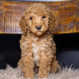 Benny - Red male Bernedoodle puppy in Tyner, Kentucky from Good Dog Doodles