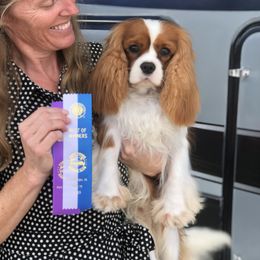 Volo - Cavalier King Charles Spaniel