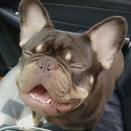 TumTum - French Bulldog