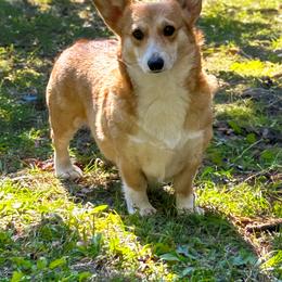 Charlotte - Pembroke Welsh Corgi