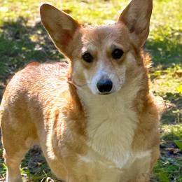 Charlotte - Pembroke Welsh Corgi