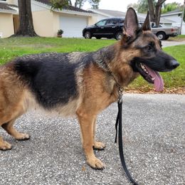 Gala  - German Shepherd