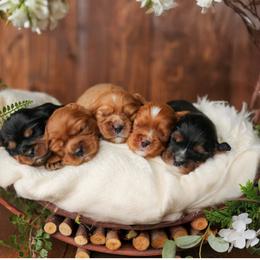 Cavalier King Charles Spaniel Puppies from Sweet Southern Cavaliers