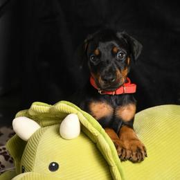 Indy (Independence) - Black and rust female Doberman Pinscher puppy in Overton, Texas from Obsidian Kennel